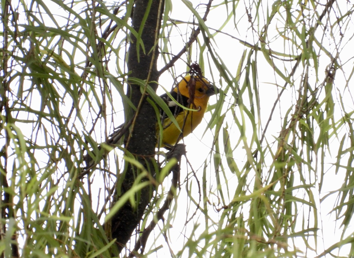 Golden Grosbeak - ML643678625