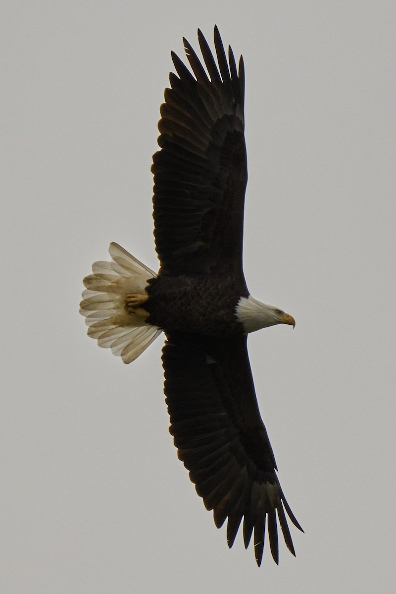 Ak Başlı Kartal - ML643678628