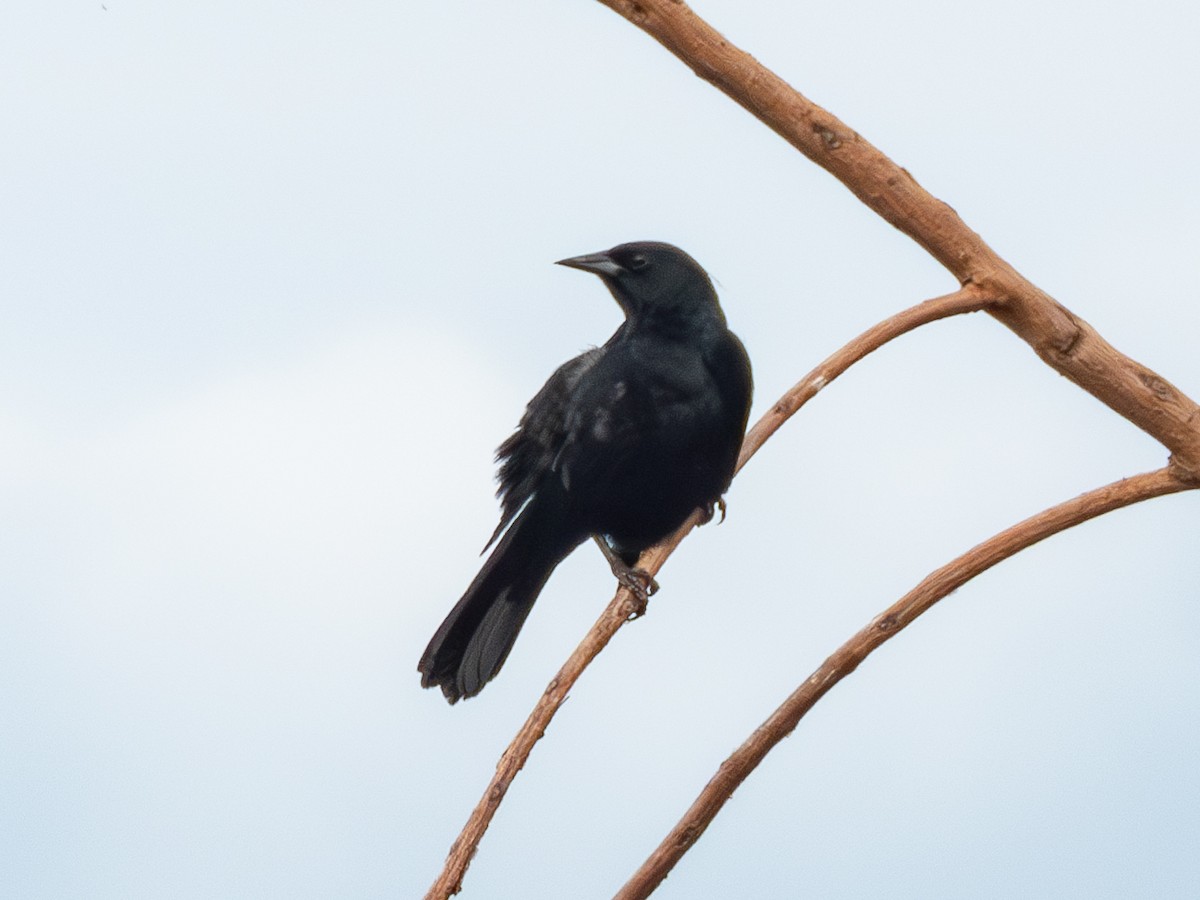 Unicolored Blackbird (Yellow-breasted) - ML643678654