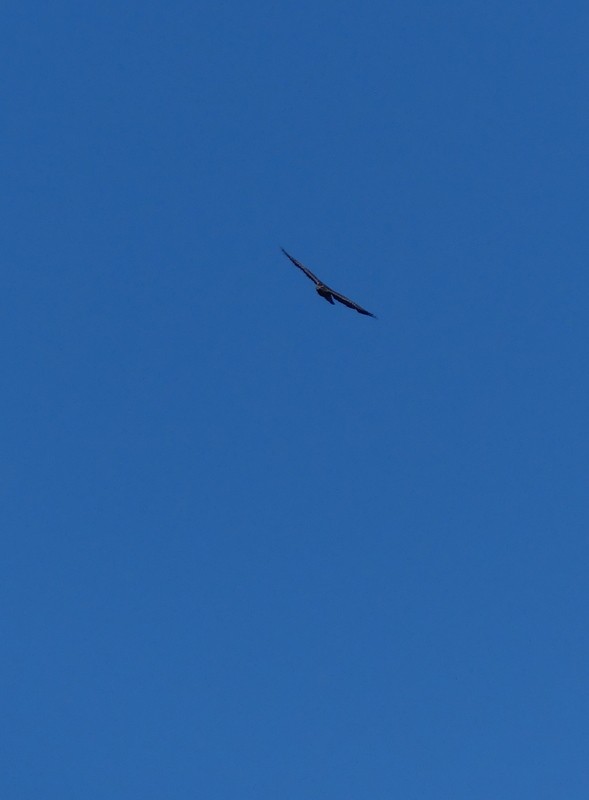 American Goshawk - ML643678656