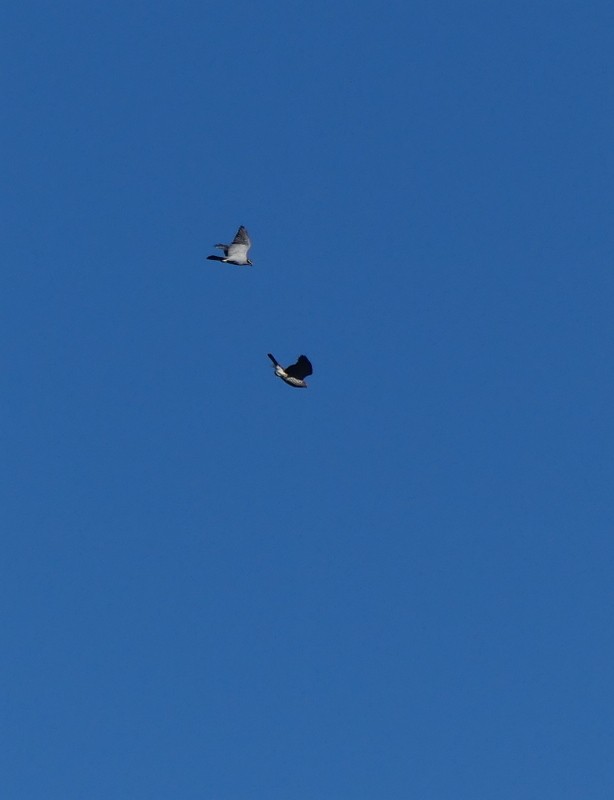 American Goshawk - ML643678658