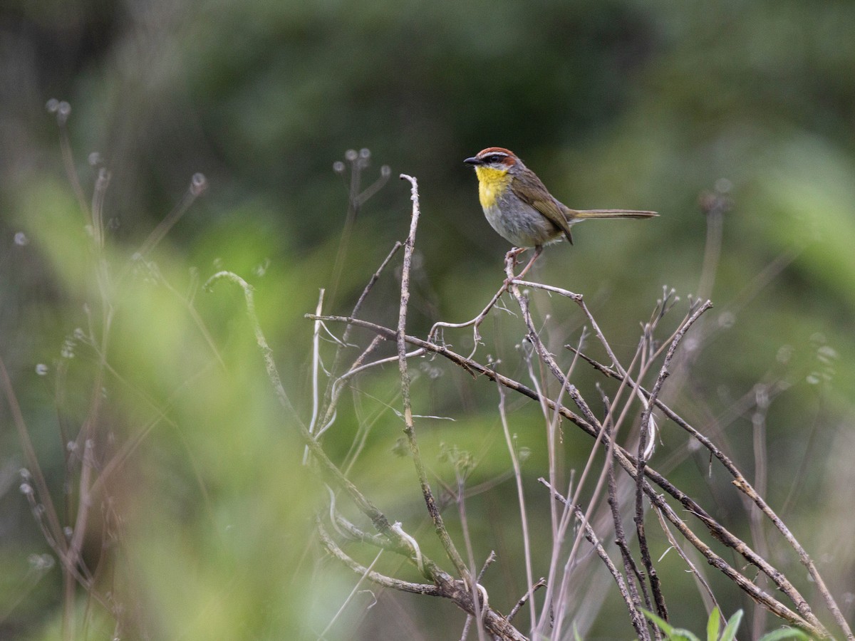 Rufous-capped Warbler - ML643678682