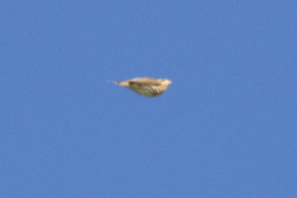 Purple Finch - ML643678691