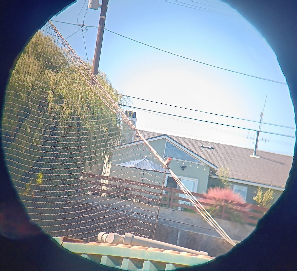 Vermilion Flycatcher - ML643678694