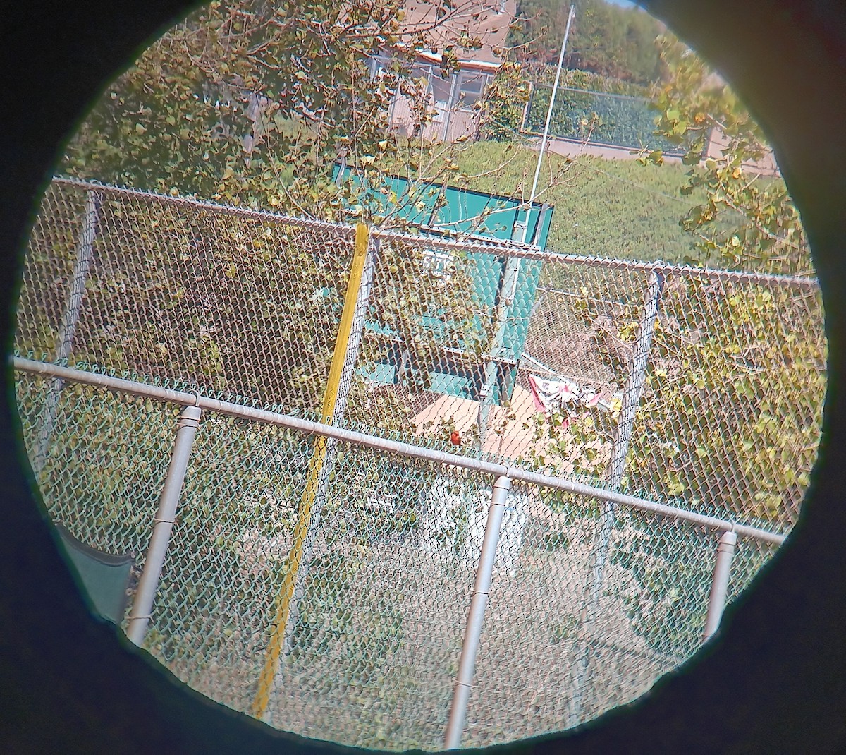 Vermilion Flycatcher - ML643678703