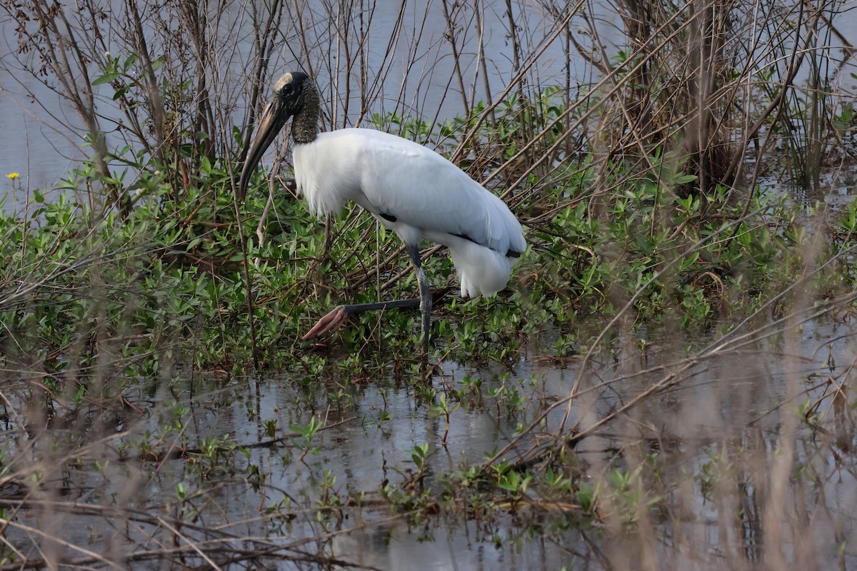Wood Stork - ML643678717