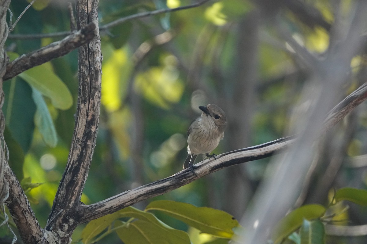 Wallacean Whistler - ML643678746