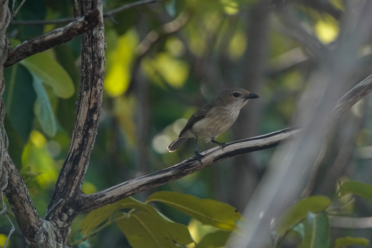 Wallacean Whistler - ML643678747