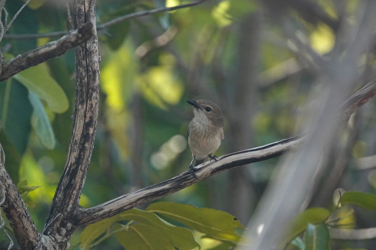 Wallacean Whistler - ML643678748