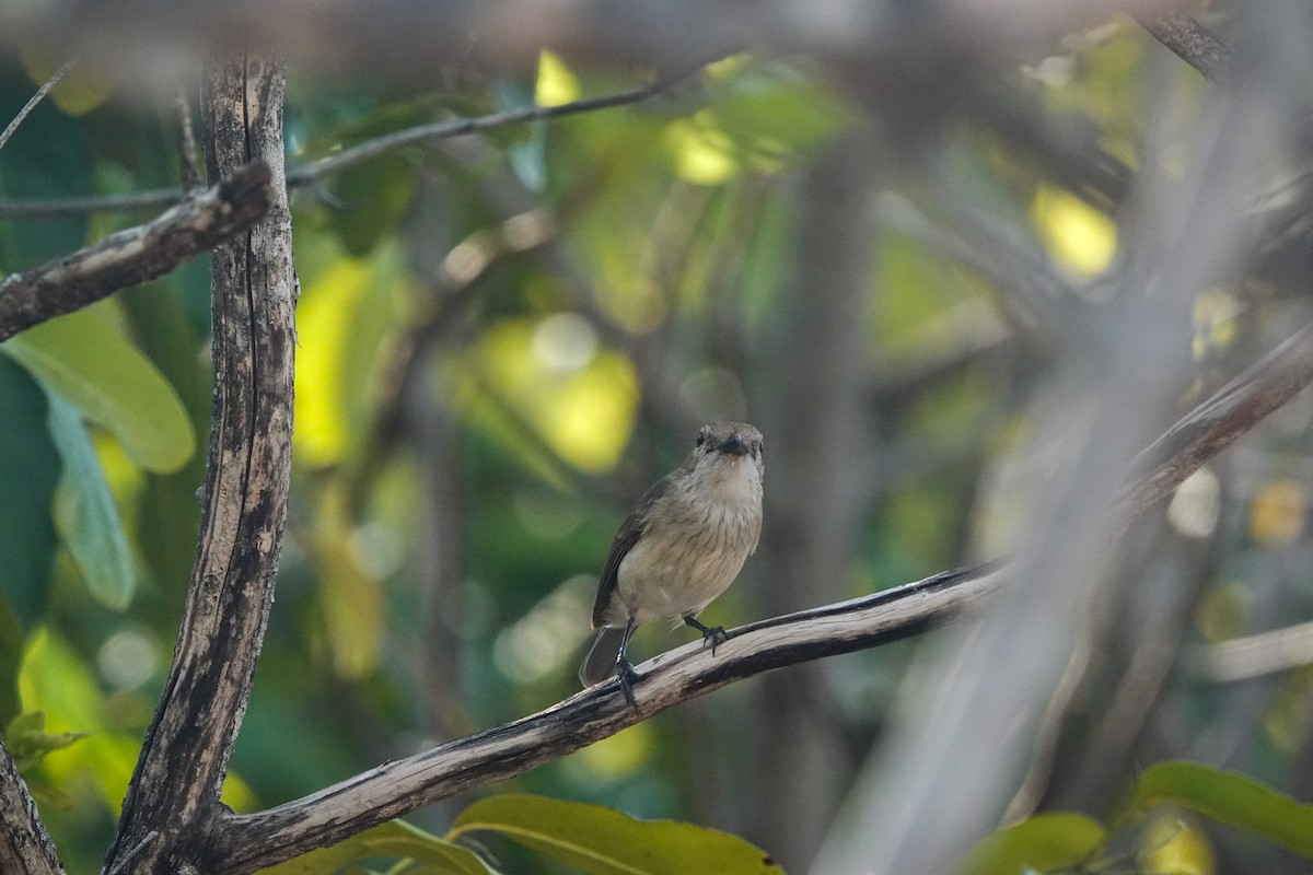 Wallacean Whistler - ML643678749