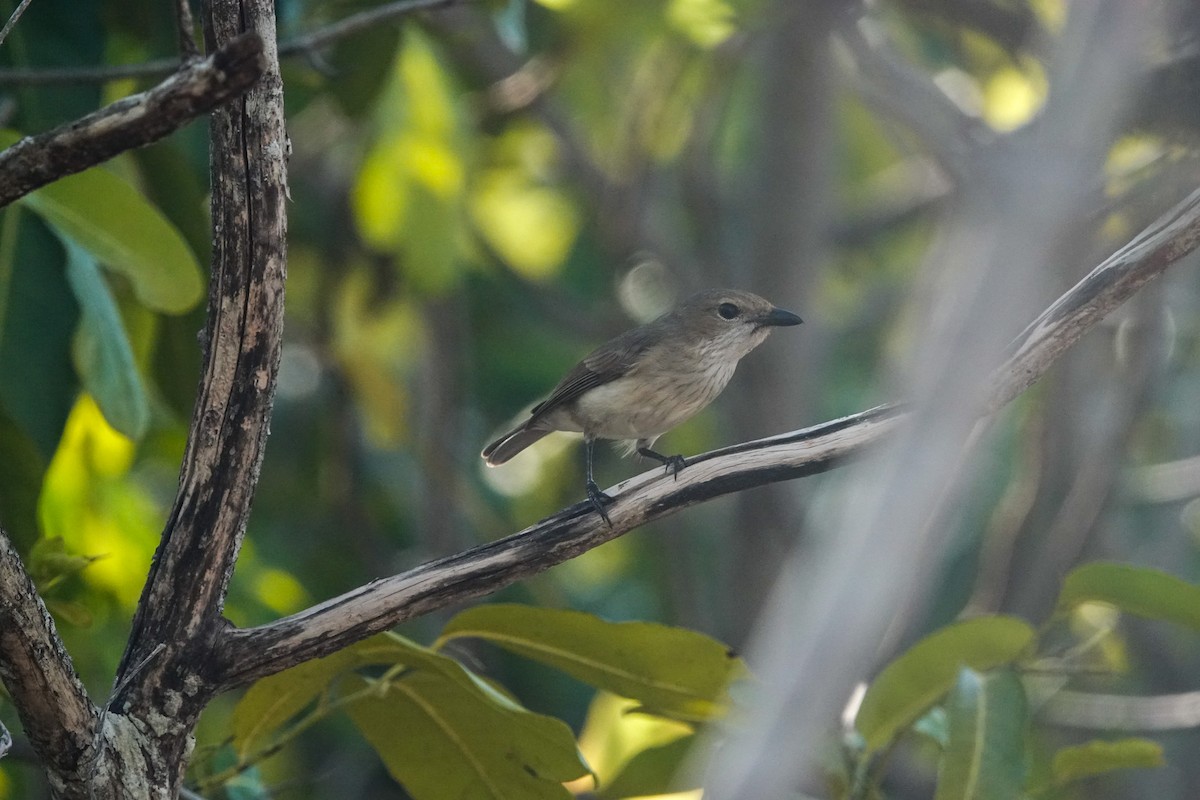 Wallacean Whistler - ML643678750