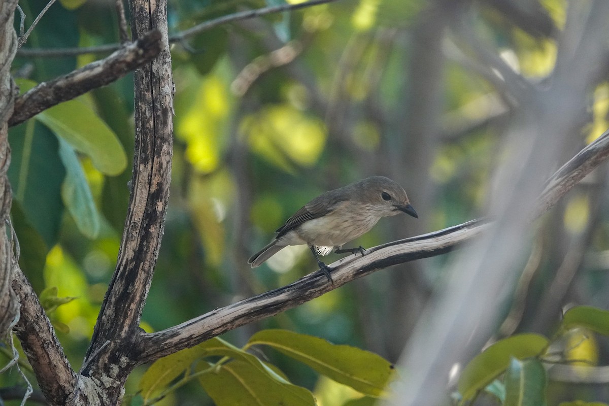 Wallacean Whistler - ML643678751