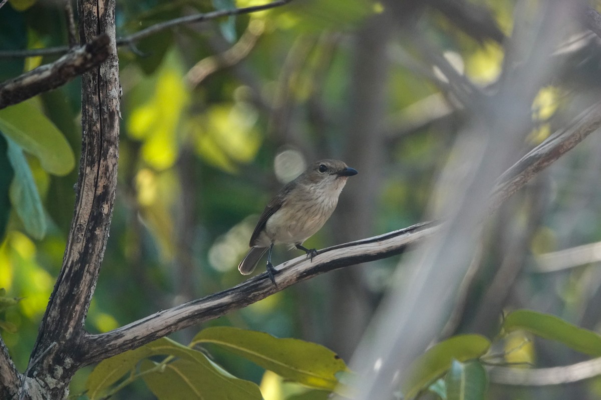 Wallacean Whistler - ML643678752