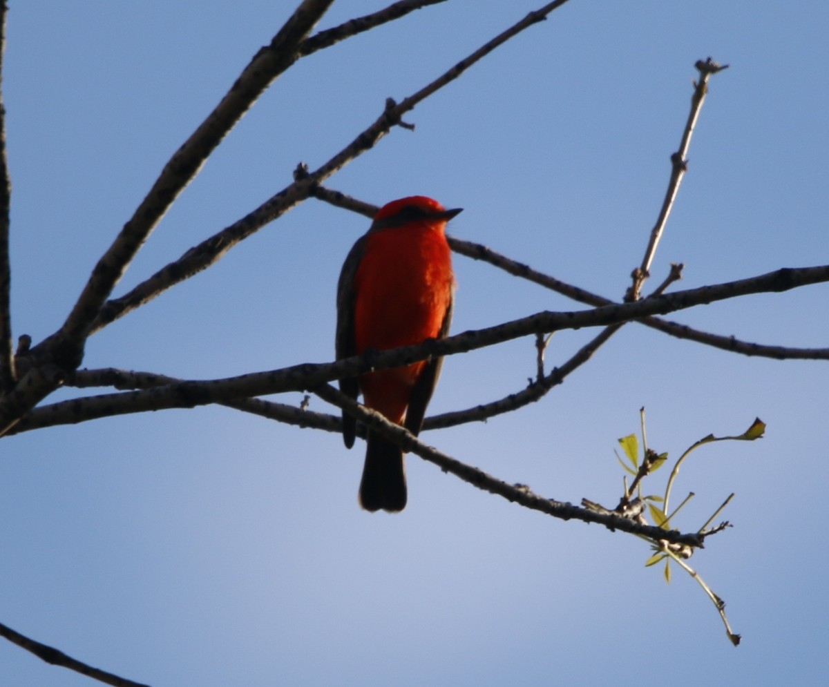 Vermilion Flycatcher - ML643678761