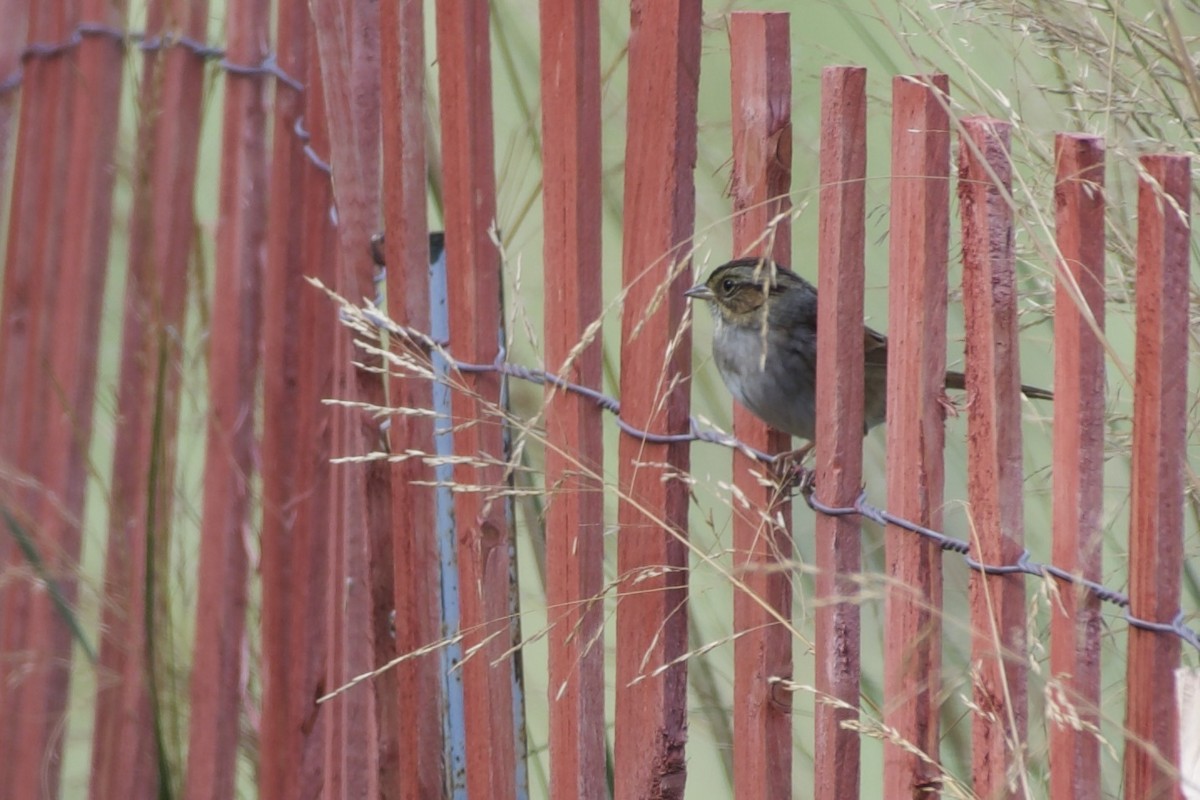 Swamp Sparrow - ML643678798
