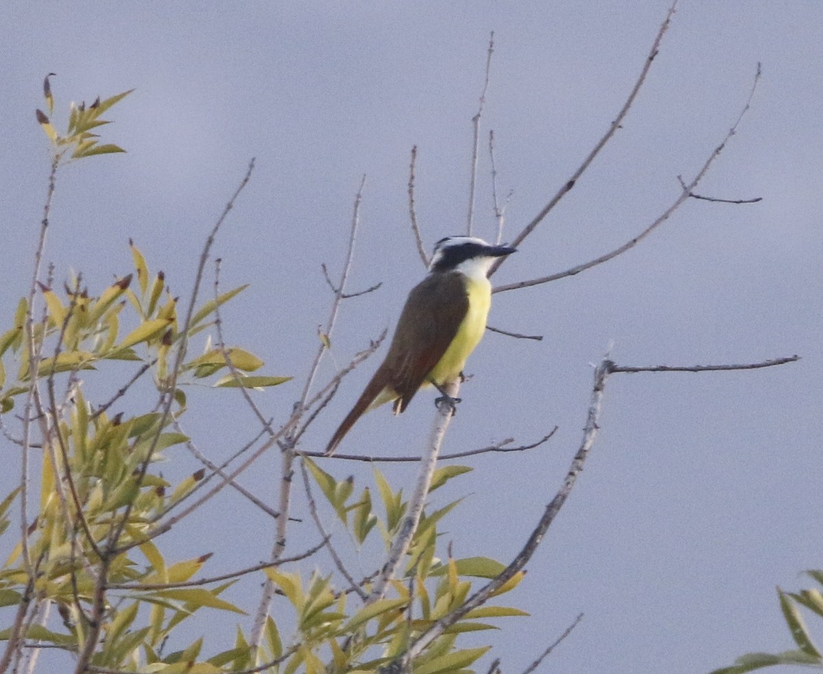 Great Kiskadee - ML643678801