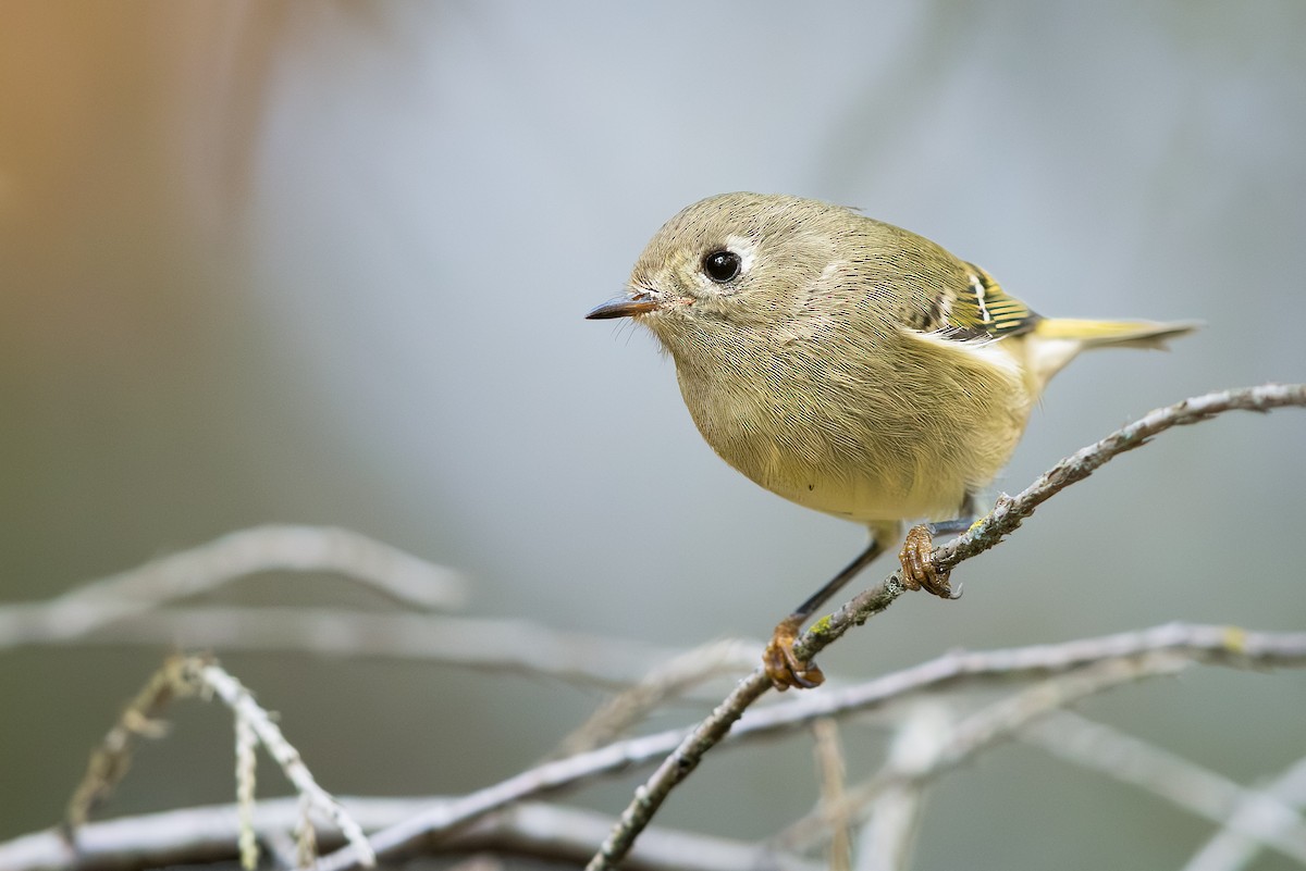 Ruby-crowned Kinglet - ML643678802