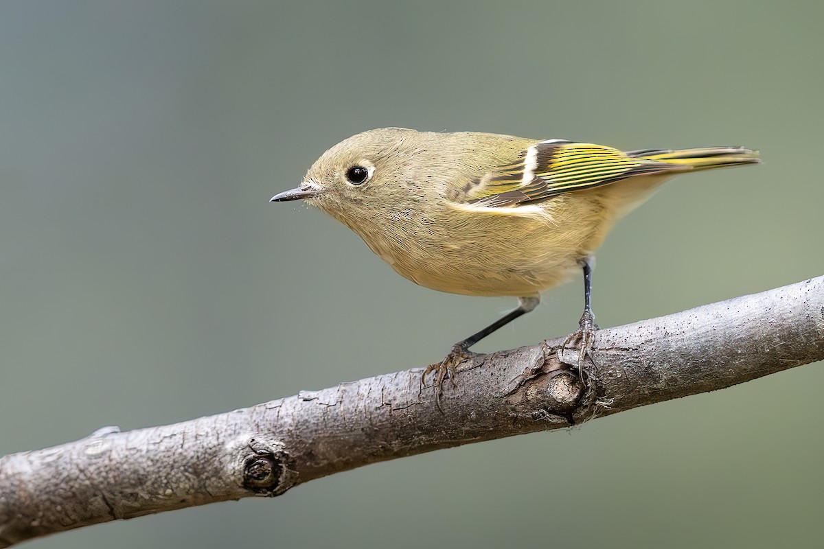 Ruby-crowned Kinglet - ML643678803