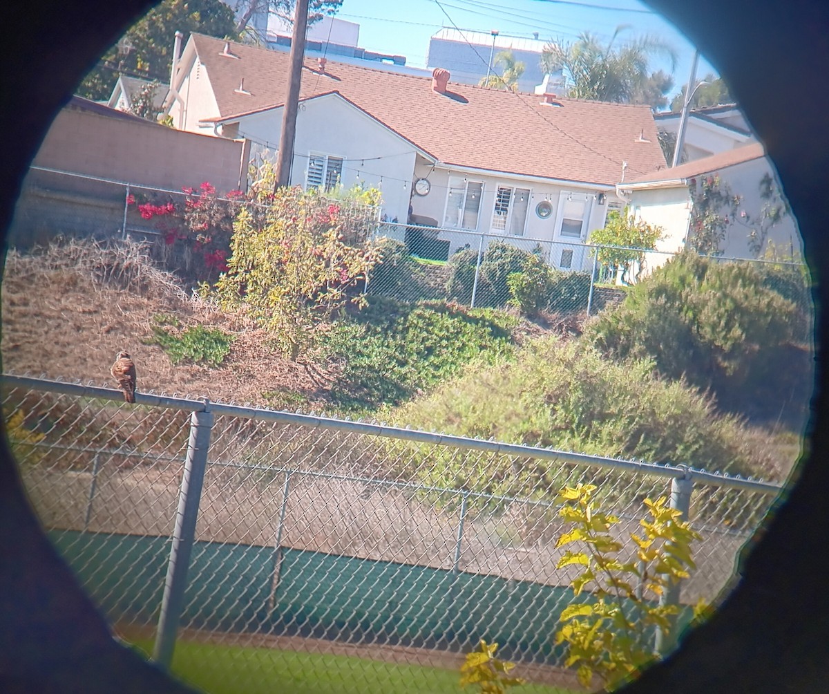 American Kestrel - ML643678805