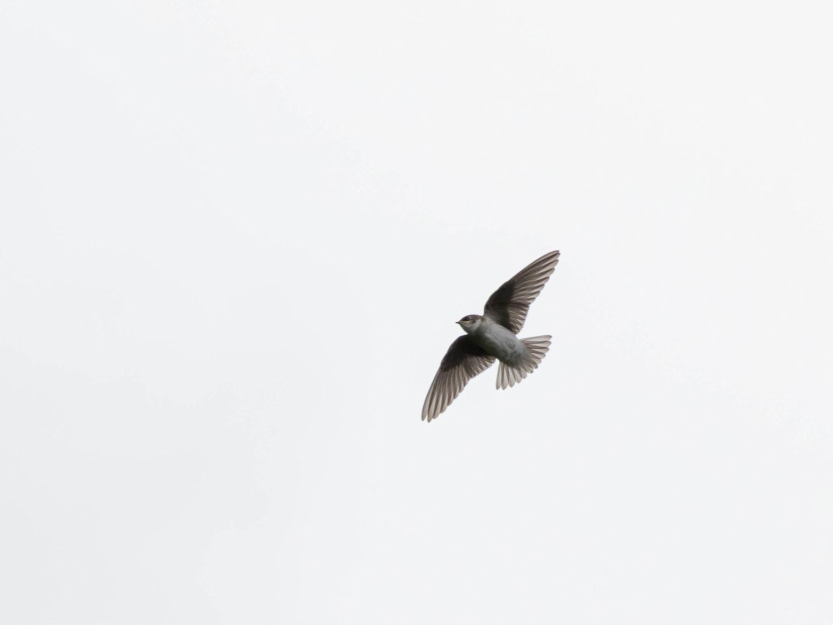 Violet-green Swallow - ML643678818