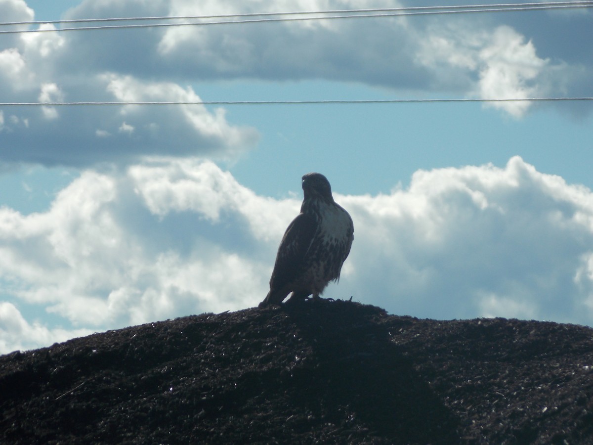 Red-tailed Hawk (calurus/alascensis) - ML643678824
