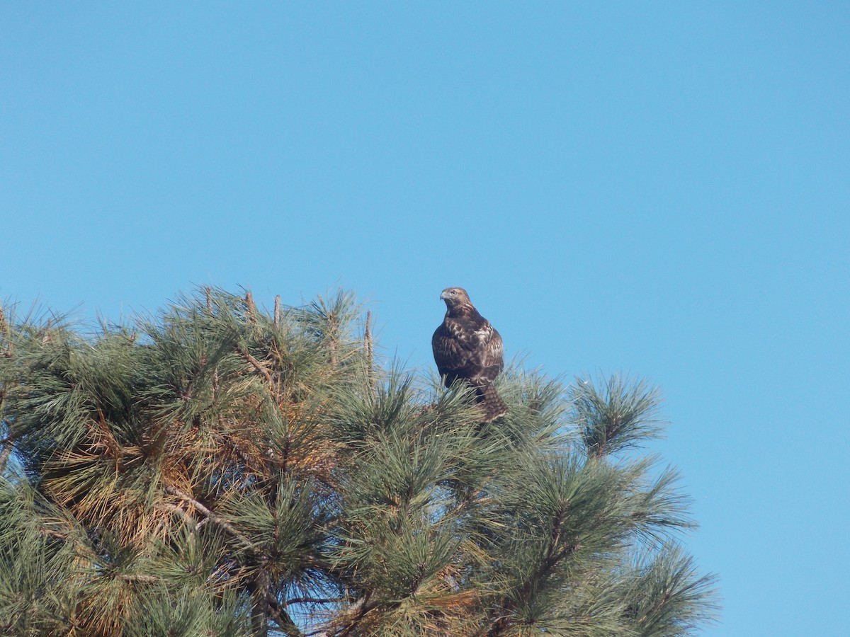 Red-tailed Hawk (calurus/alascensis) - ML643678825