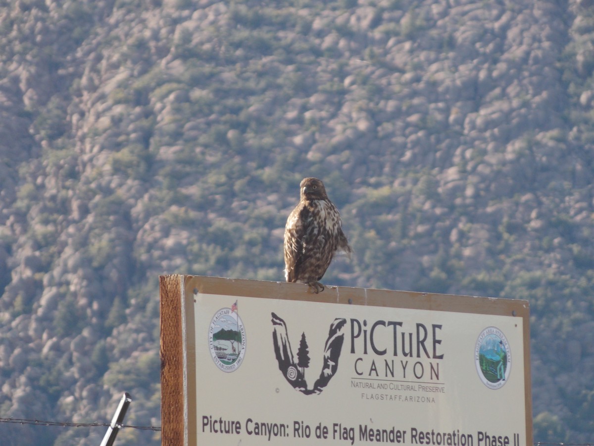 Red-tailed Hawk (calurus/alascensis) - ML643678826