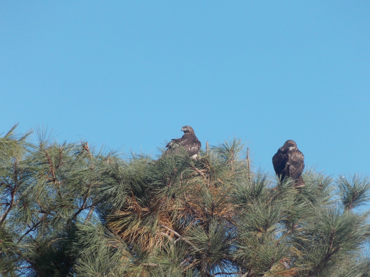Red-tailed Hawk (calurus/alascensis) - ML643678827