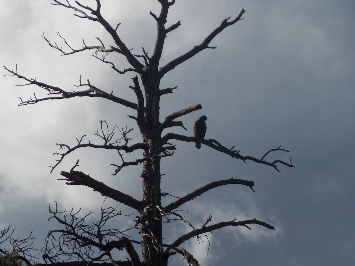 Red-tailed Hawk (calurus/alascensis) - ML643678828
