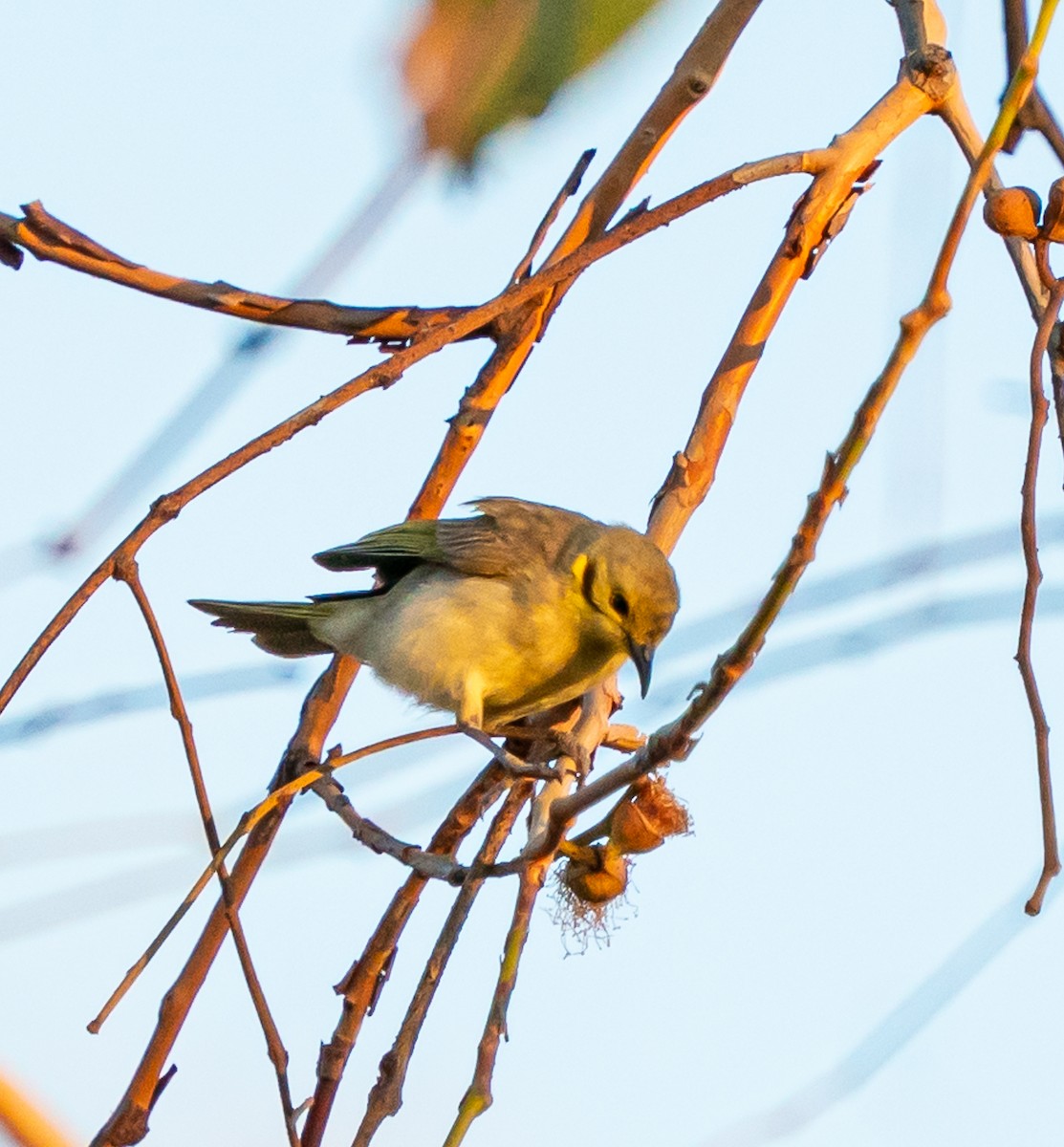 Yellow-tinted Honeyeater - ML643678864