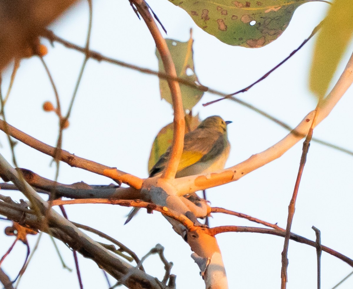 Yellow-tinted Honeyeater - ML643678865