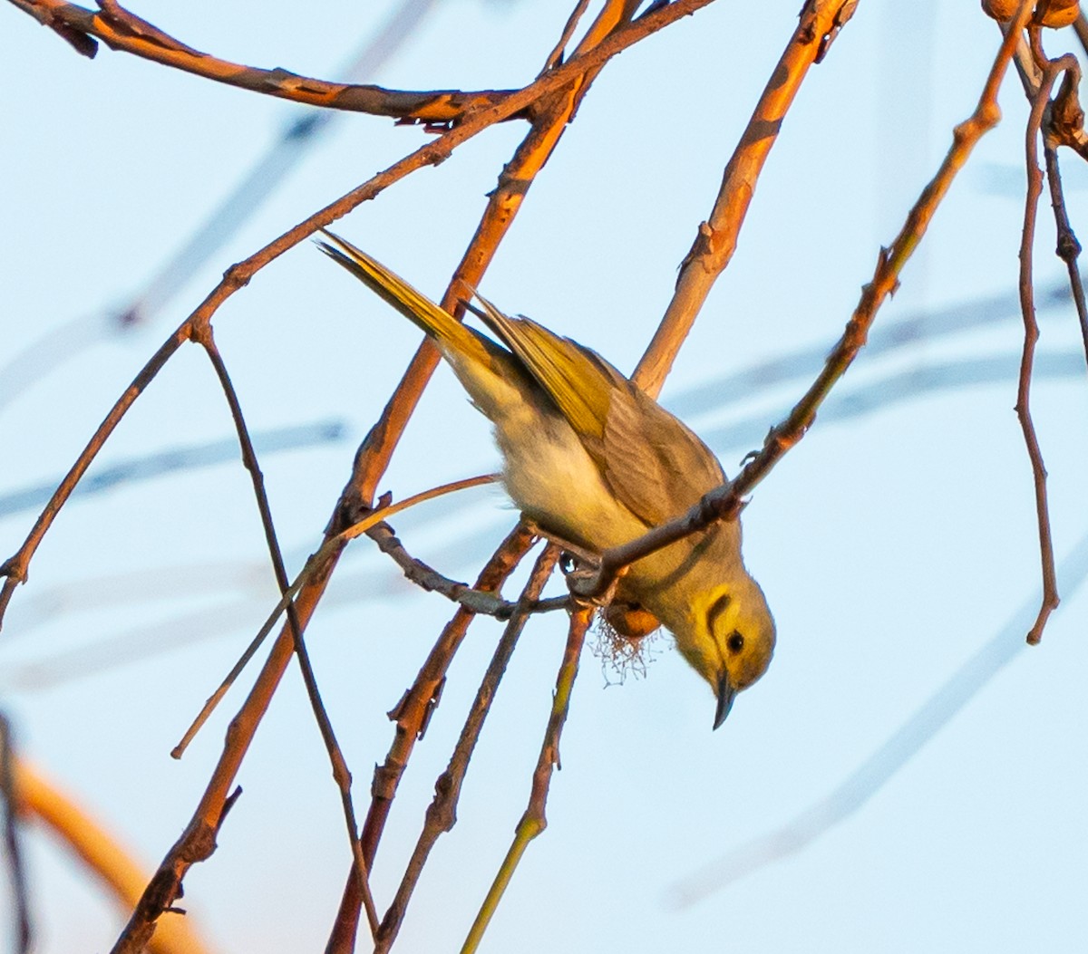 Yellow-tinted Honeyeater - ML643678866