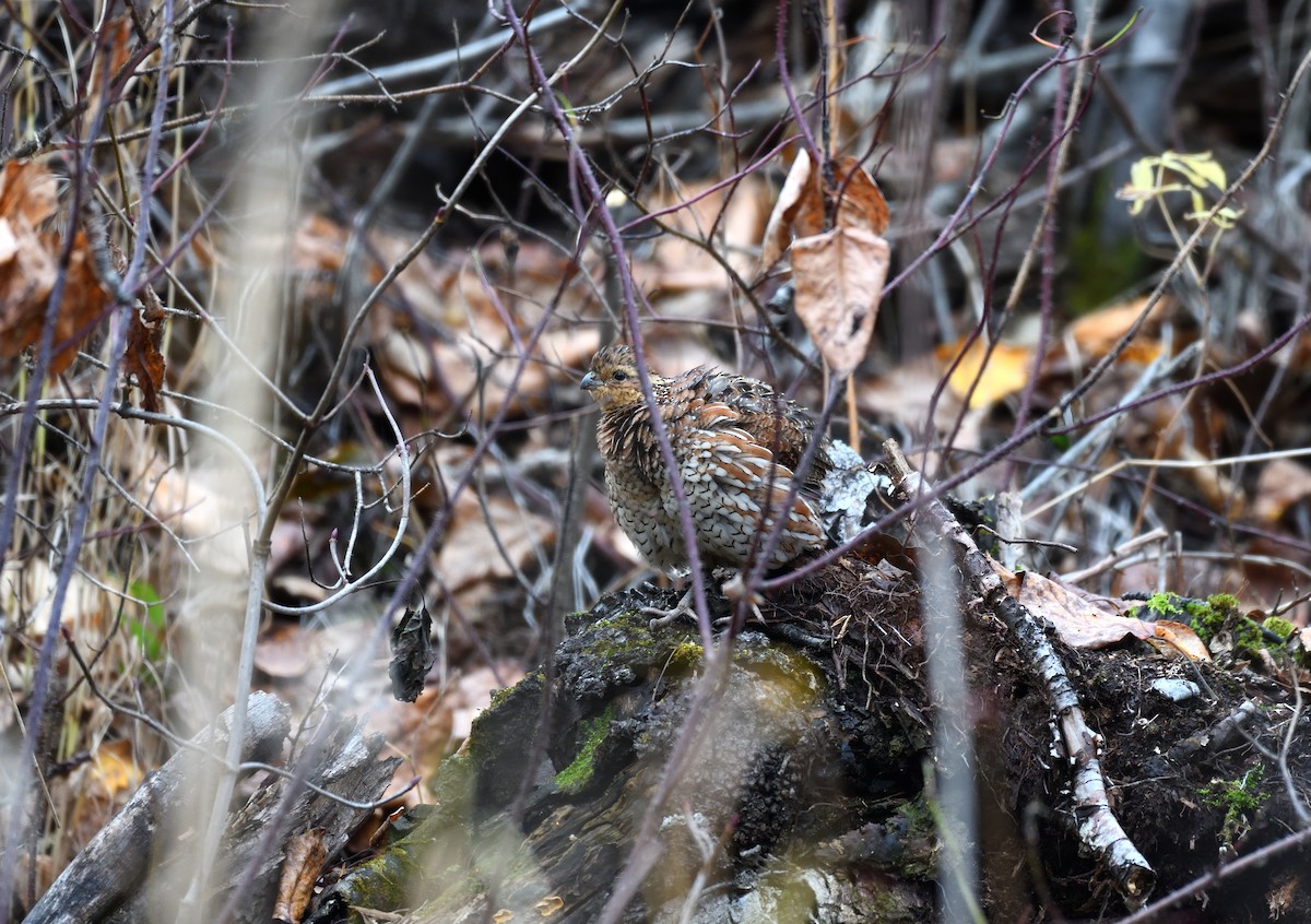 Northern Bobwhite - ML643678880