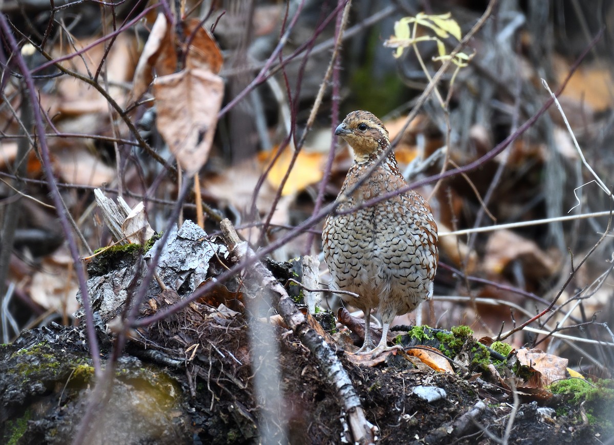 Northern Bobwhite - ML643678886