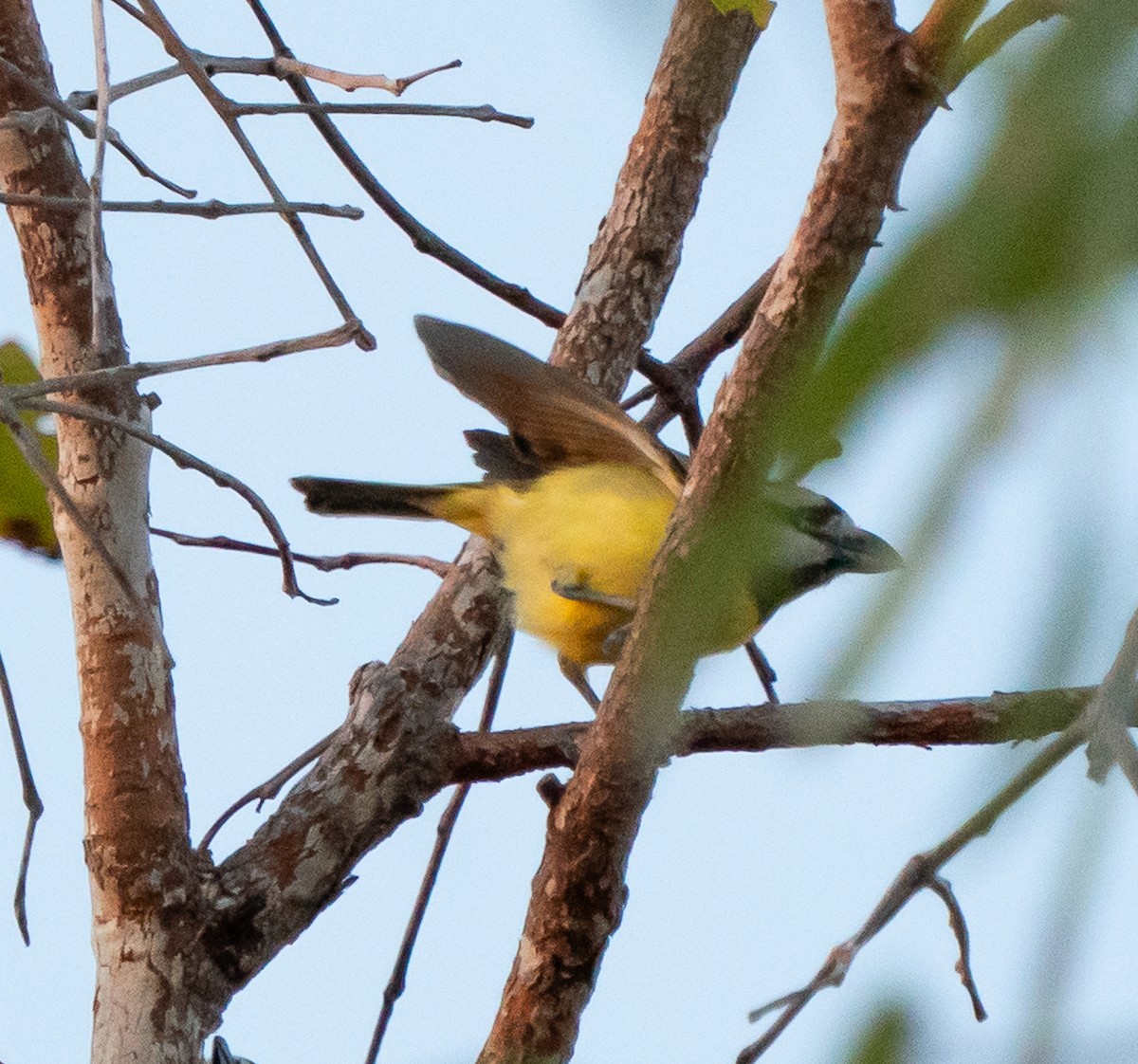 Northern Shrike-tit - ML643678891