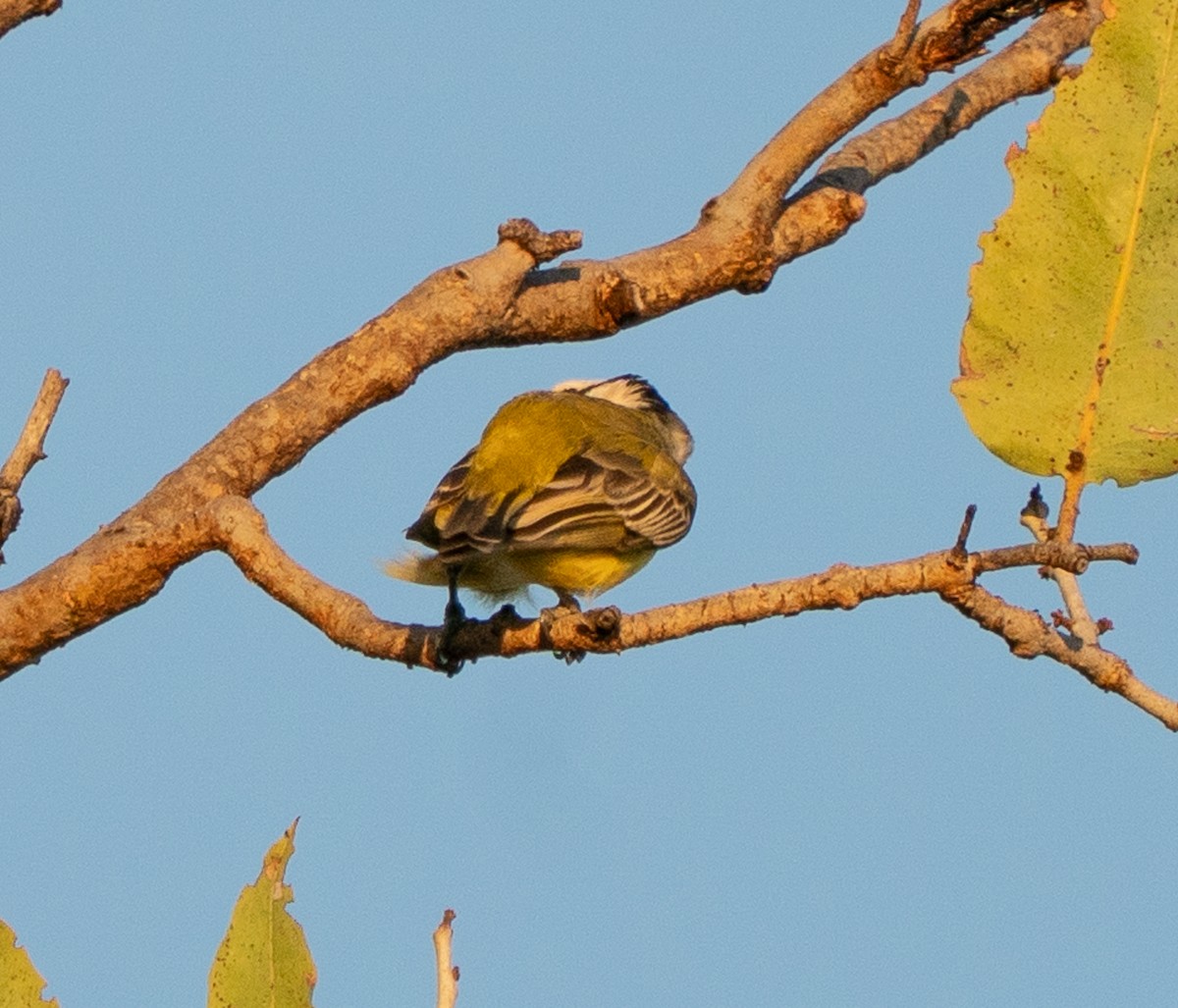 Northern Shrike-tit - ML643678892