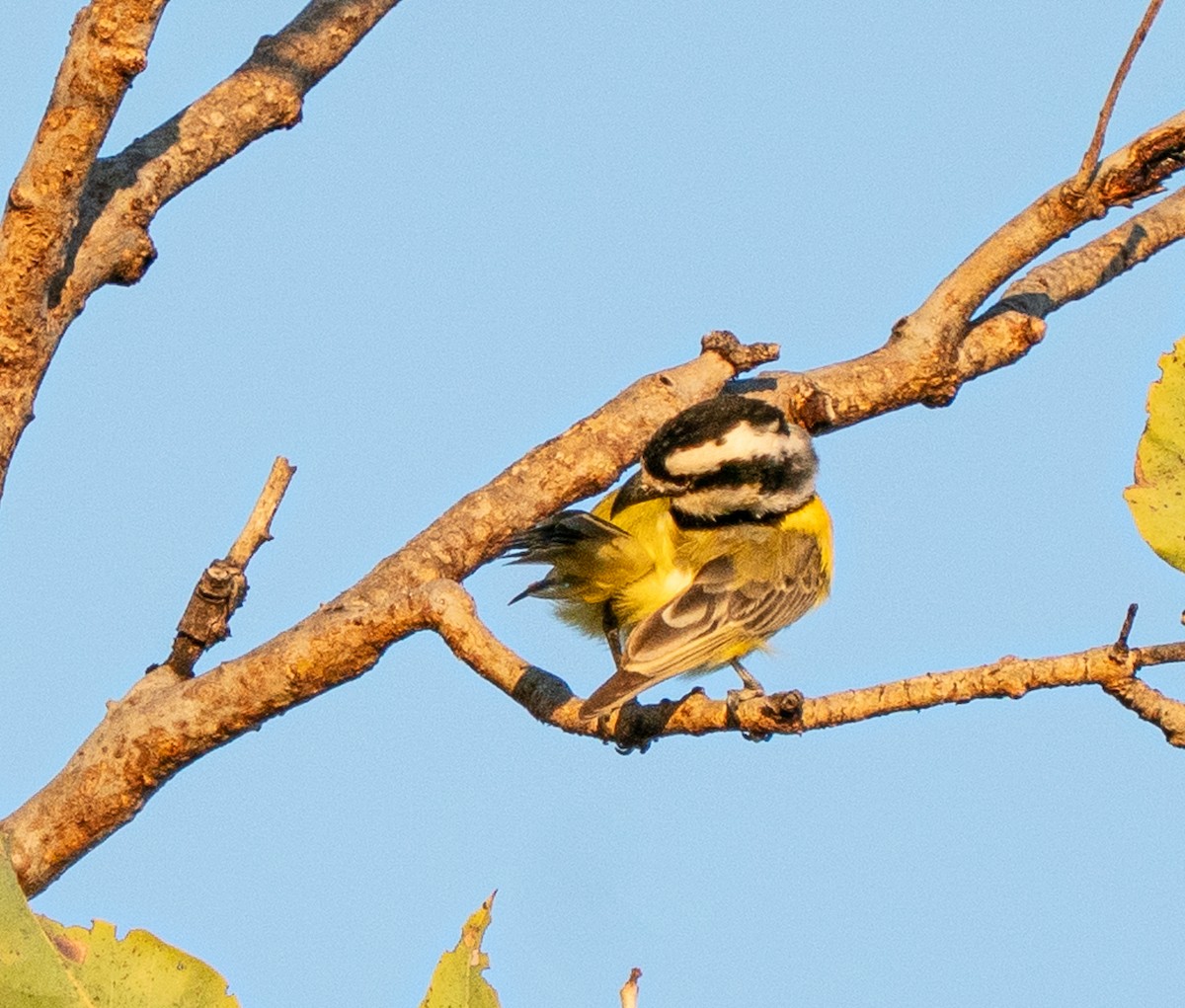 Northern Shrike-tit - ML643678893