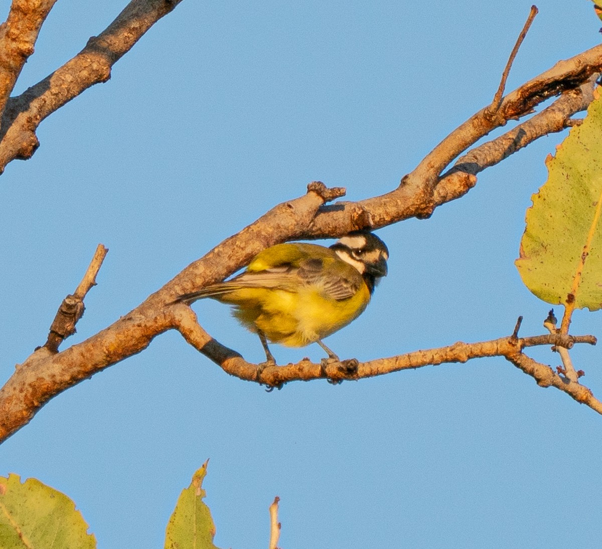 Northern Shrike-tit - ML643678894