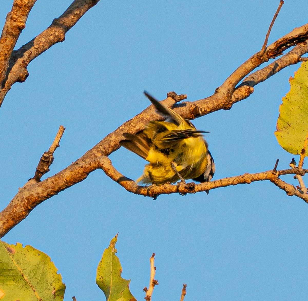Northern Shrike-tit - ML643678895