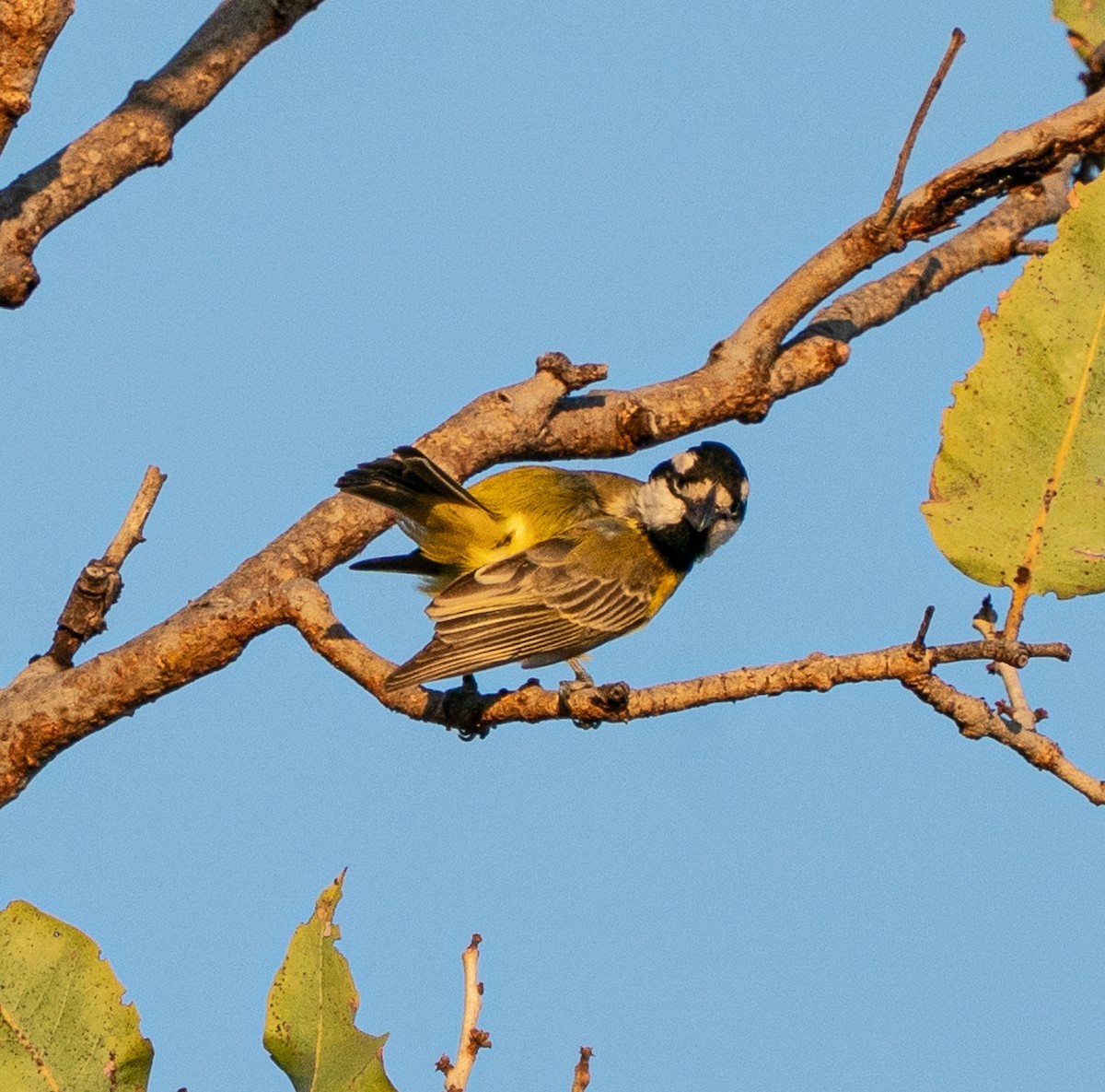 Northern Shrike-tit - ML643678896