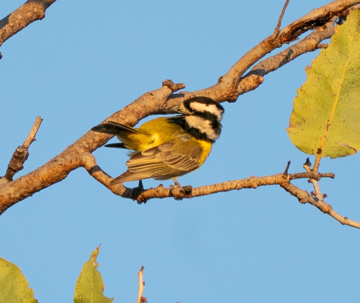 Northern Shrike-tit - ML643678897