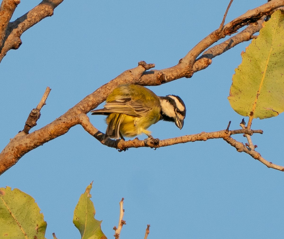 Northern Shrike-tit - ML643678898