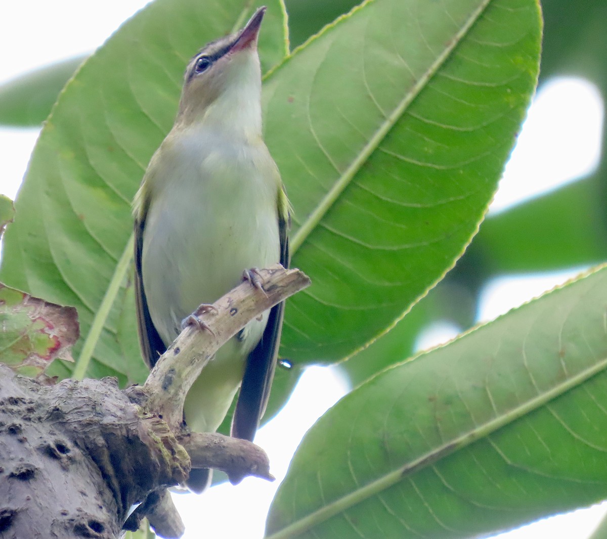 Vireo begigorria - ML643678899
