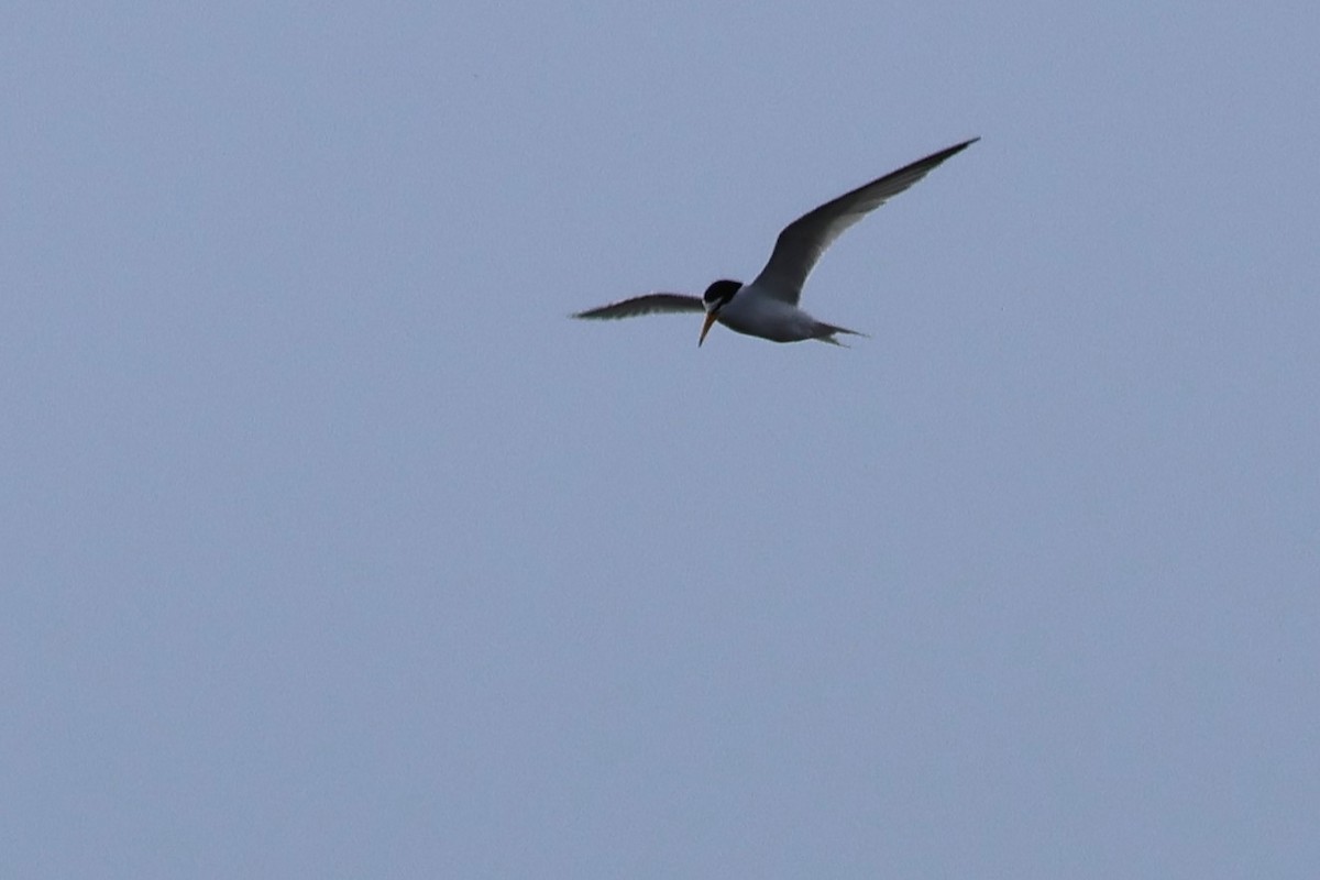 Least Tern - ML643678918