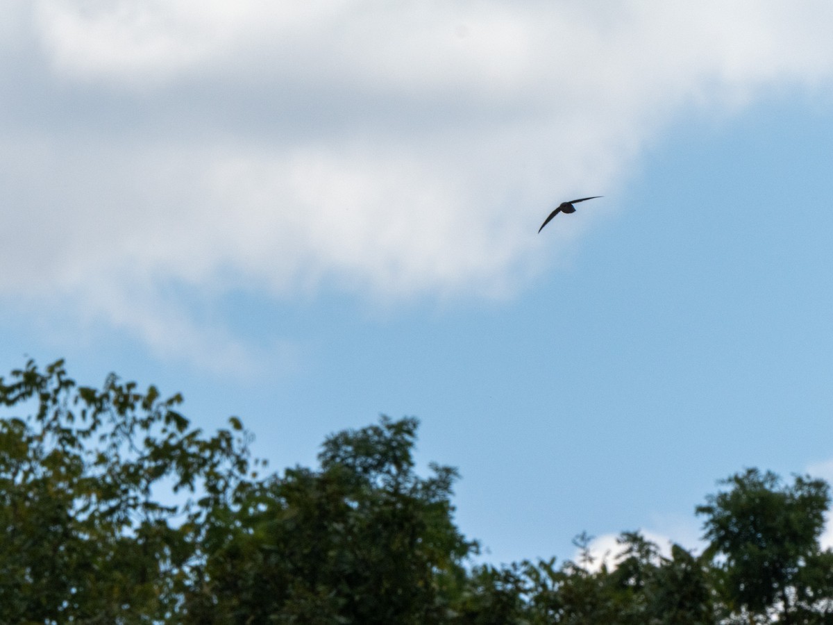 Chimney Swift - ML643678926
