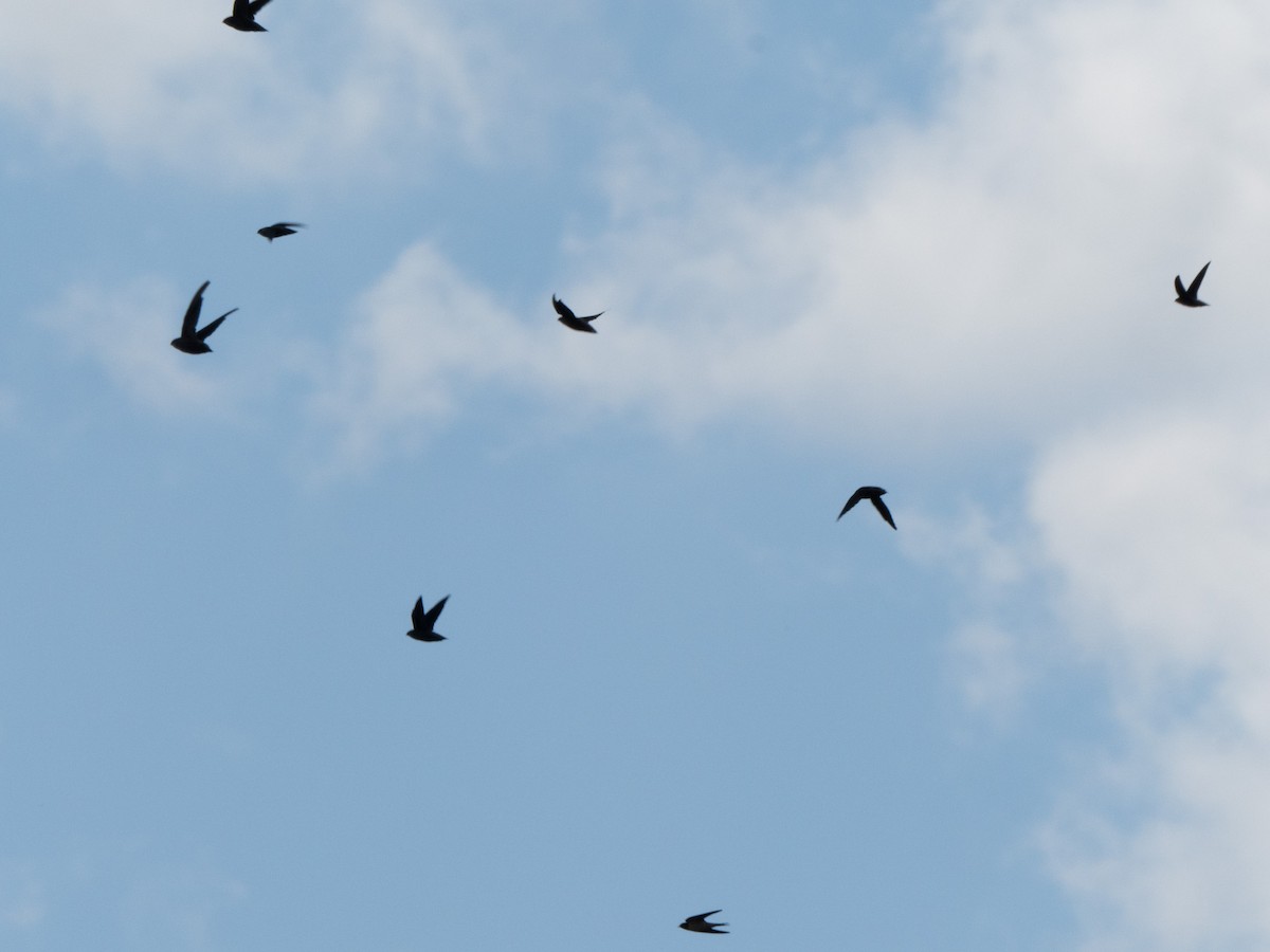 Chimney Swift - ML643678928