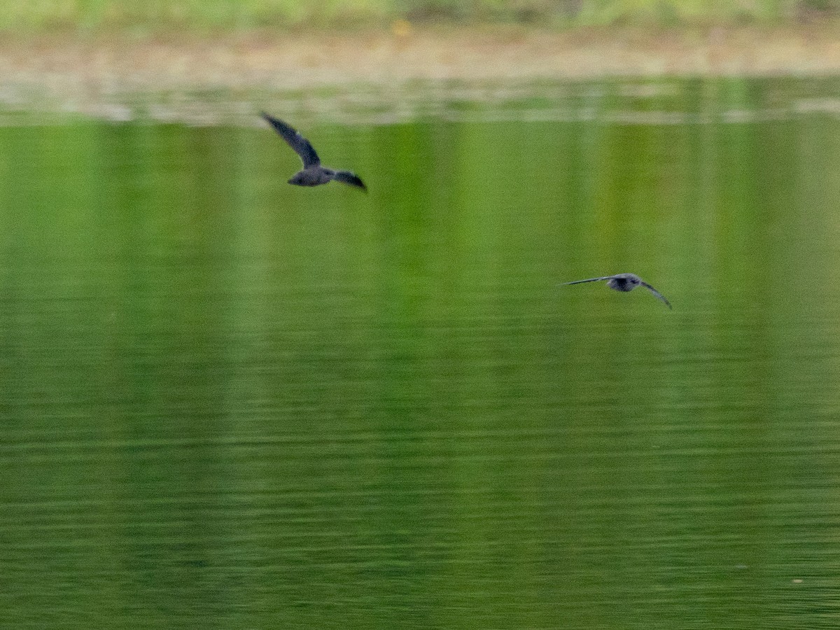Chimney Swift - ML643678930
