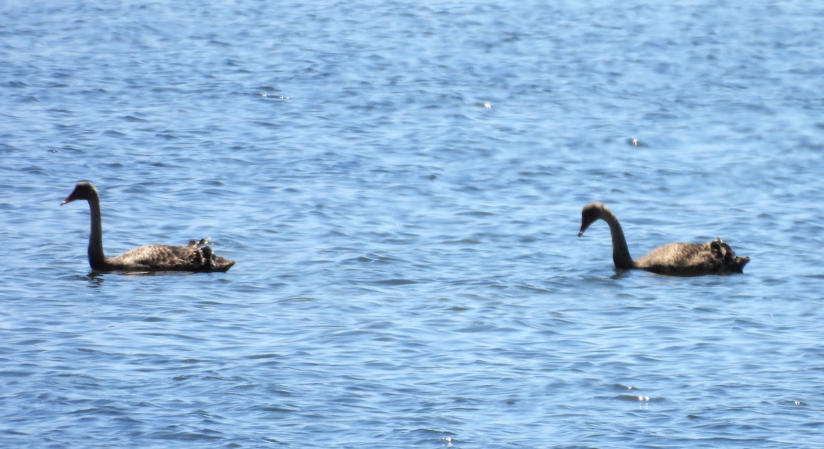 Black Swan - ML643678938