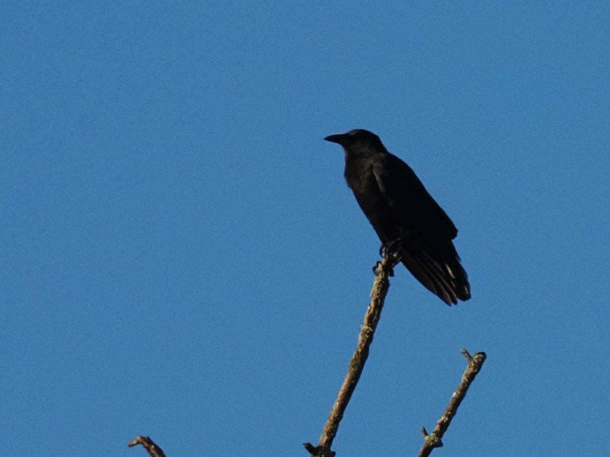 Fish Crow - ML643678953