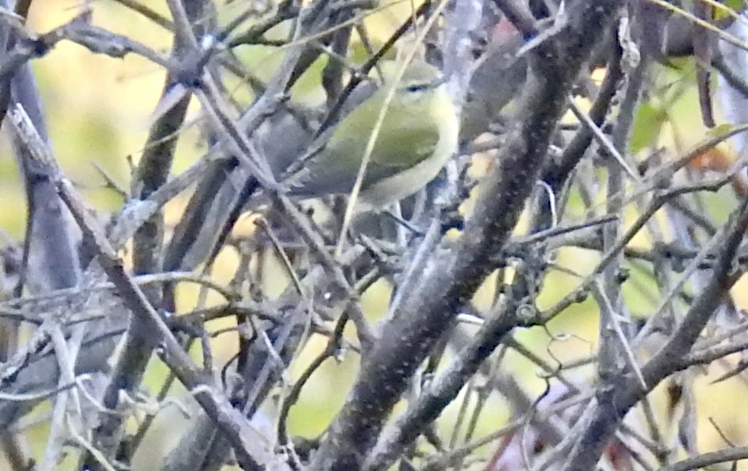 Tennessee Warbler - ML643678974
